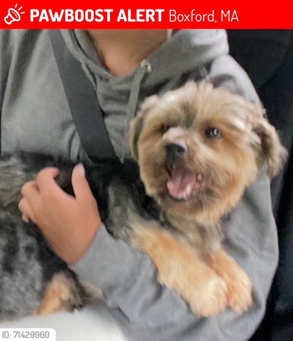 Lost Male Dog last seen Mill rd , Boxford, MA 01921