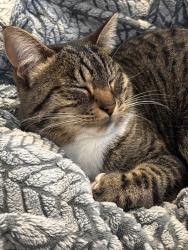 Lost Female Cat last seen Cedar Fork District Park , Morrisville, NC 27560