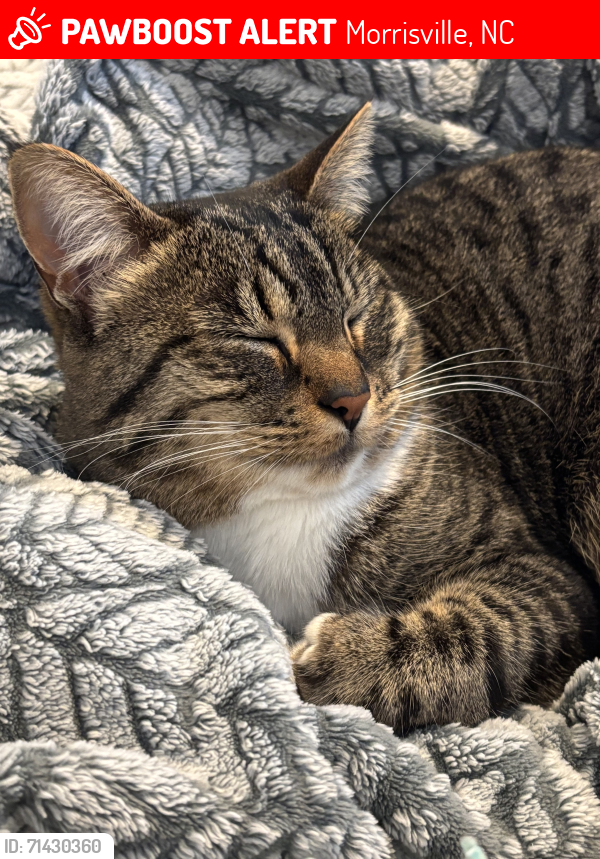 Lost Female Cat last seen Cedar Fork District Park , Morrisville, NC 27560