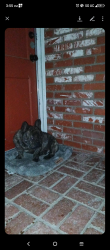 Lost Male Dog last seen Chester avenue and day street, Bakersfield, CA 93308