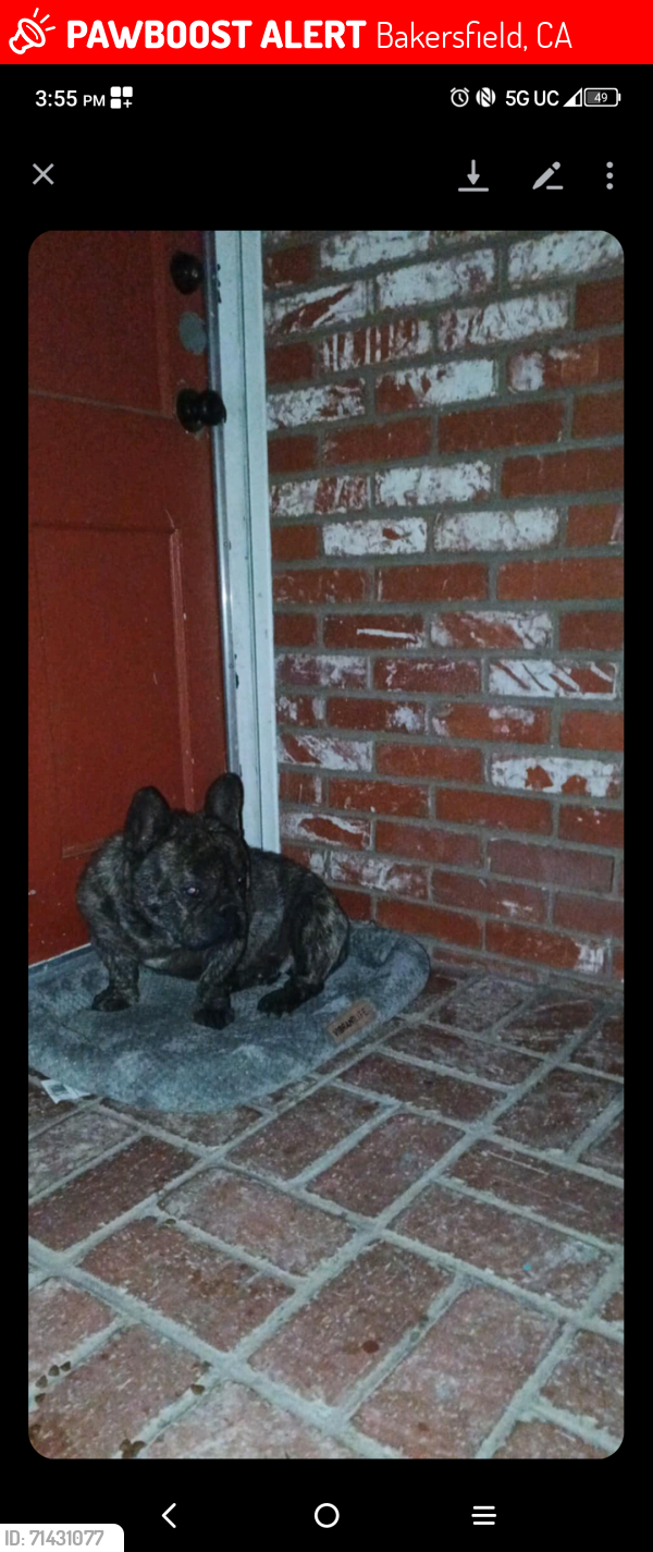 Lost Male Dog last seen Chester avenue and day street, Bakersfield, CA 93308
