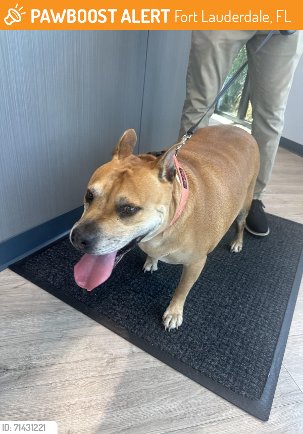 Found/Stray Female Dog last seen Se 13th St & SE 3rd Ave , Fort Lauderdale, FL 33316
