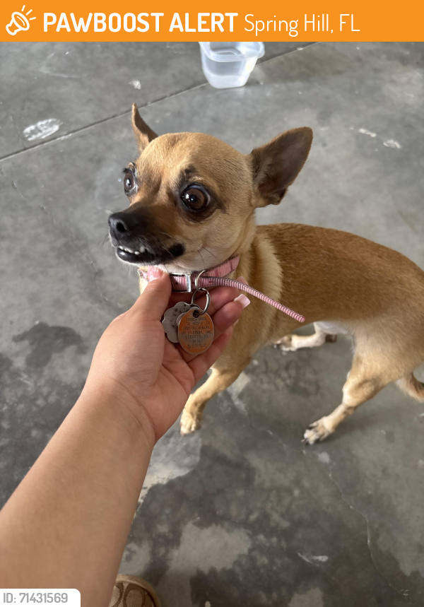 Found/Stray Female Dog last seen Shafton Rd, Spring Hill, FL 34609