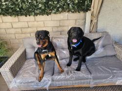 Lost Male Dog last seen Harmon and  Spencer , Las Vegas, NV 89119