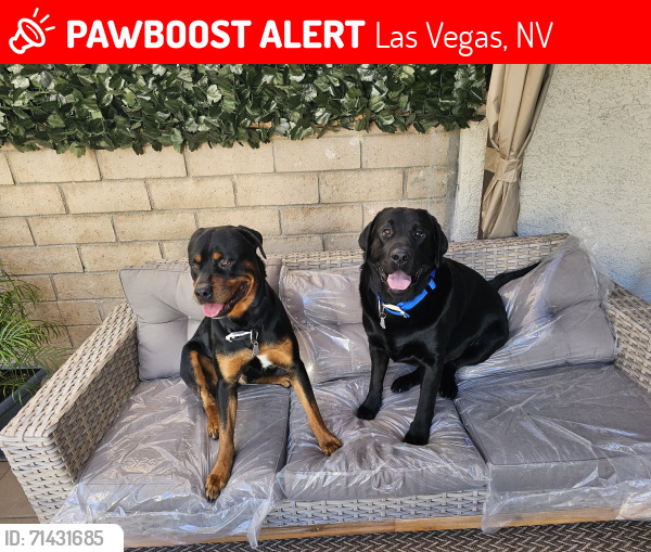 Lost Male Dog last seen Harmon and  Spencer , Las Vegas, NV 89119