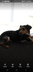 Lost Female Dog last seen Bristol virginia , Bristol, VA 24201
