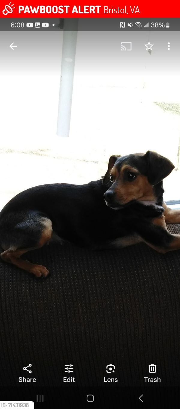 Lost Female Dog last seen Bristol virginia , Bristol, VA 24201