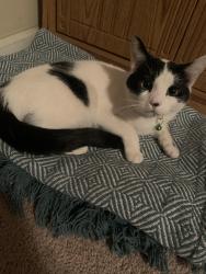 Lost Female Cat last seen Near river view ct, Hampton, ga, Hampton, GA 30228