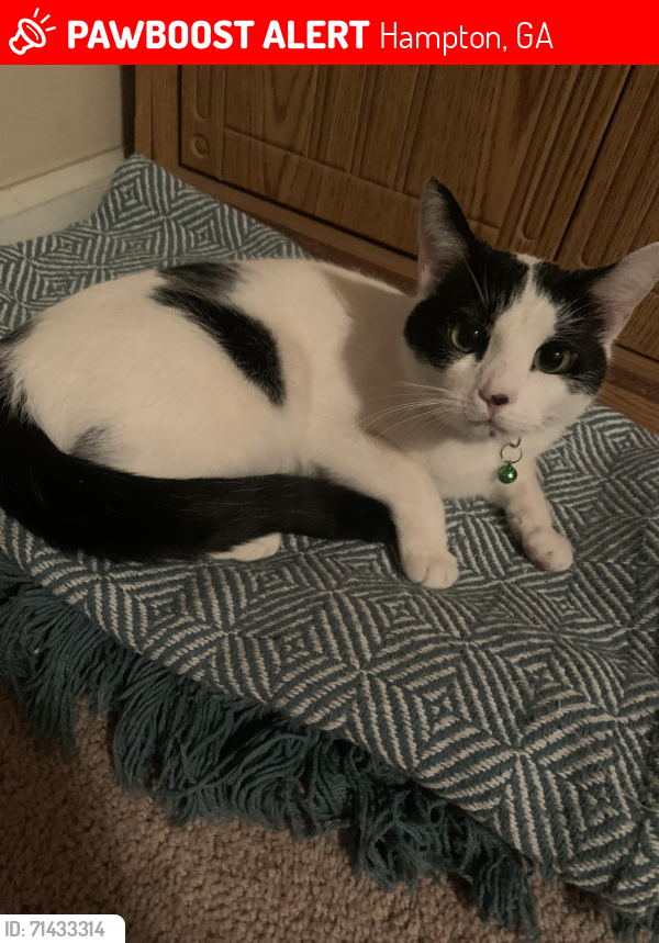 Lost Female Cat last seen Near river view ct, Hampton, ga, Hampton, GA 30228