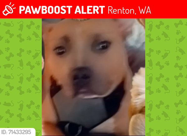 Lost Female Dog last seen Humane hosp, Tacoma, WA 98402