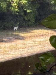 Lost Unknown Cat last seen Croton, Melbourne, FL 32935
