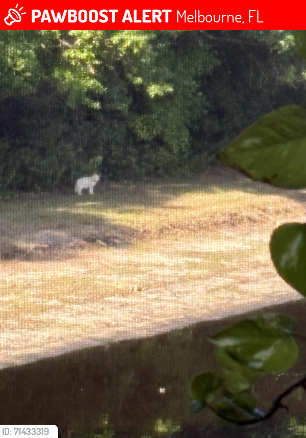 Lost Unknown Cat last seen Croton, Melbourne, FL 32935