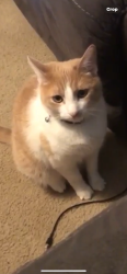Lost Female Cat last seen Doss and g creek rd , Grape Creek, TX 76901