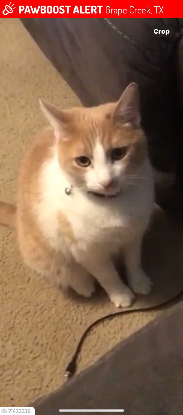 Lost Female Cat last seen Doss and g creek rd , Grape Creek, TX 76901
