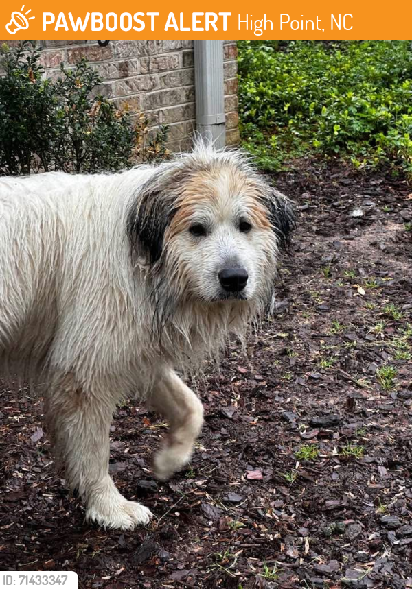 Found/Stray Male Dog last seen Country club and greenway Dr. high point, nc, High Point, NC 27262