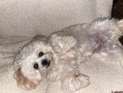 Lost Male Dog last seen Near y 96 Allisonville rd, Indianapolis, IN 46250