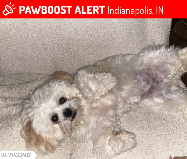 Lost Male Dog last seen Near y 96 Allisonville rd, Indianapolis, IN 46250