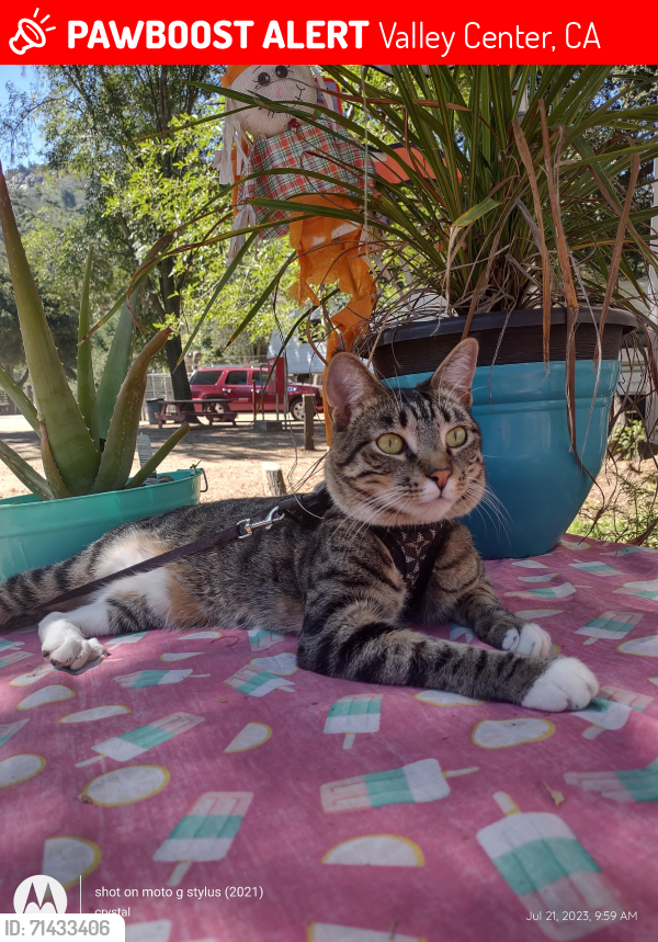 Lost Female Cat last seen Woods valley campground , Valley Center, CA 92082