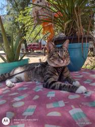 Lost Female Cat last seen Woods valley campground , Valley Center, CA 92082