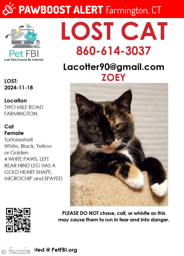 Lost Female Cat last seen Lakeview Drive and Two Mile Road, Farmington, CT 06032