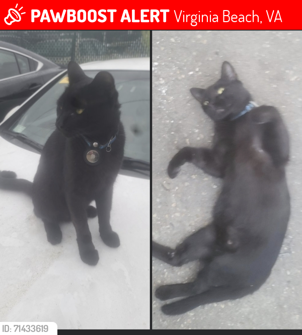 Lost Male Cat last seen Birdneck rd , Virginia Beach, VA 23451