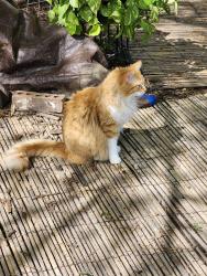 Lost Male Cat last seen Brian and Carrier, Grand Prairie, TX 75052