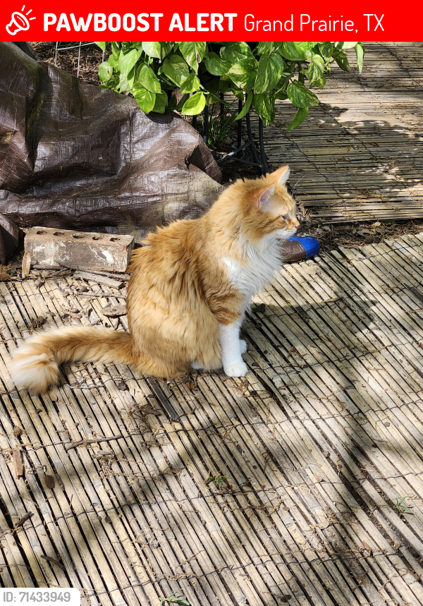 Lost Male Cat last seen Brian and Carrier, Grand Prairie, TX 75052