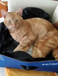 Lost Male Cat last seen Liberto & Mirage , Hernando County, FL 34608