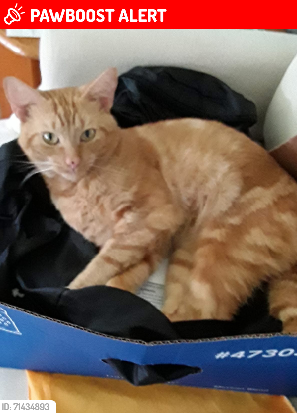Lost Male Cat last seen Liberto & Mirage , Hernando County, FL 34608
