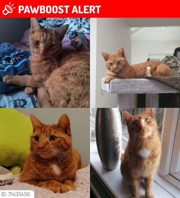 Lost Male Cat last seen Lilac Avenue, OL16 4LN, Newhey, England OL16