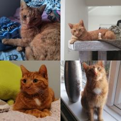 Lost Male Cat last seen Lilac Avenue, OL16 4LN, Newhey, England OL16