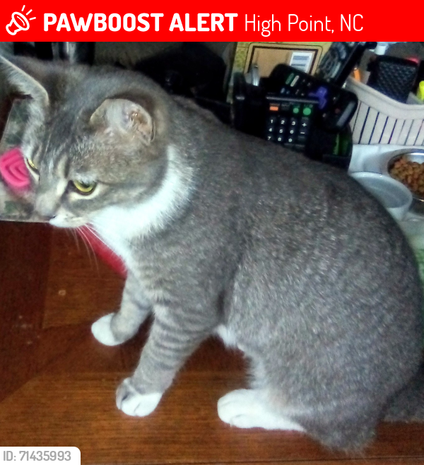Lost Female Cat last seen Hogins, English, Carsten, Elgin Ave , High Point, NC 27262