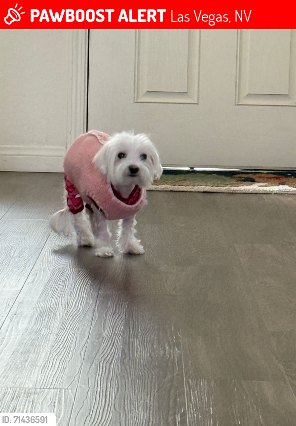 Lost Male Dog last seen Highlandhills, Las Vegas, NV 89141