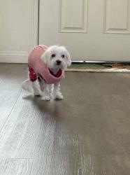Lost Male Dog last seen Highlandhills, Las Vegas, NV 89141