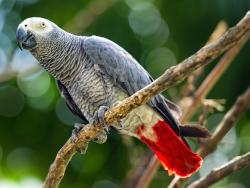 Lost Male Bird last seen Hill Rd, FM 1485, Coon Massey, Fm 3083, Conroe Texas , Montgomery County, TX 77306