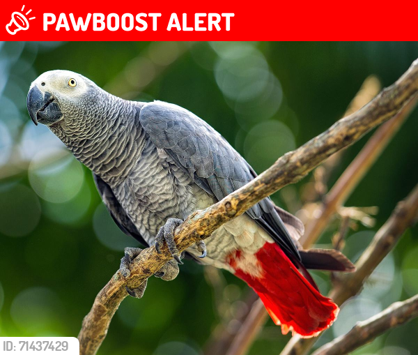 Lost Male Bird last seen Hill Rd, FM 1485, Coon Massey, Fm 3083, Conroe Texas , Montgomery County, TX 77306