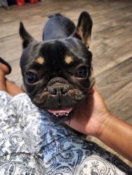 Lost Male Dog last seen Indigo Forest , Spring, TX 77373