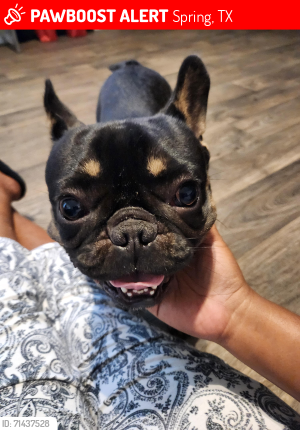 Lost Male Dog last seen Indigo Forest, Spring, TX 77373