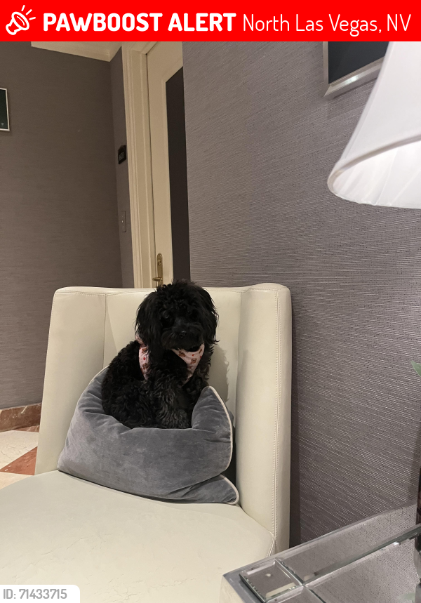 Lost Female Dog last seen North Las Vegas blvd , North Las Vegas, NV 89031