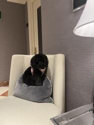 Lost Female Dog last seen North Las Vegas blvd , North Las Vegas, NV 89031