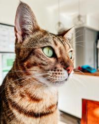 Reunited Female Cat last seen Brookhurst St, or Tiburon Community, Fountain Valley, CA 92708