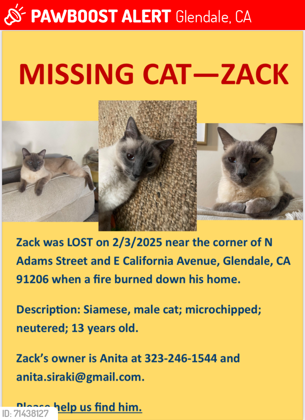 Lost Male Cat last seen Near E California , Glendale, CA 91206