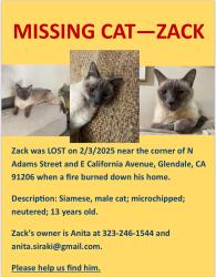 Lost Male Cat last seen Near E California , Glendale, CA 91206