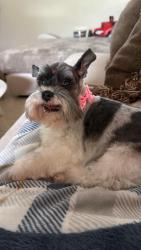 Lost Female Dog last seen Goulds, Miami, FL 33131