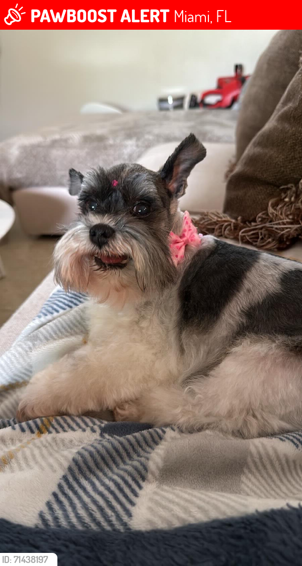 Lost Female Dog last seen Goulds, Miami, FL 33131