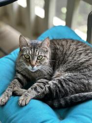Lost Male Cat last seen Saddle Back Pass and Overland Pass, Bee Cave, TX 78738