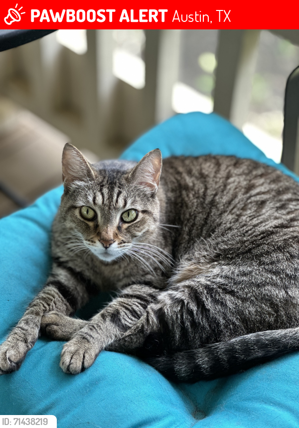 Lost Male Cat last seen Saddle Back Pass and Overland Pass, Bee Cave, TX 78738