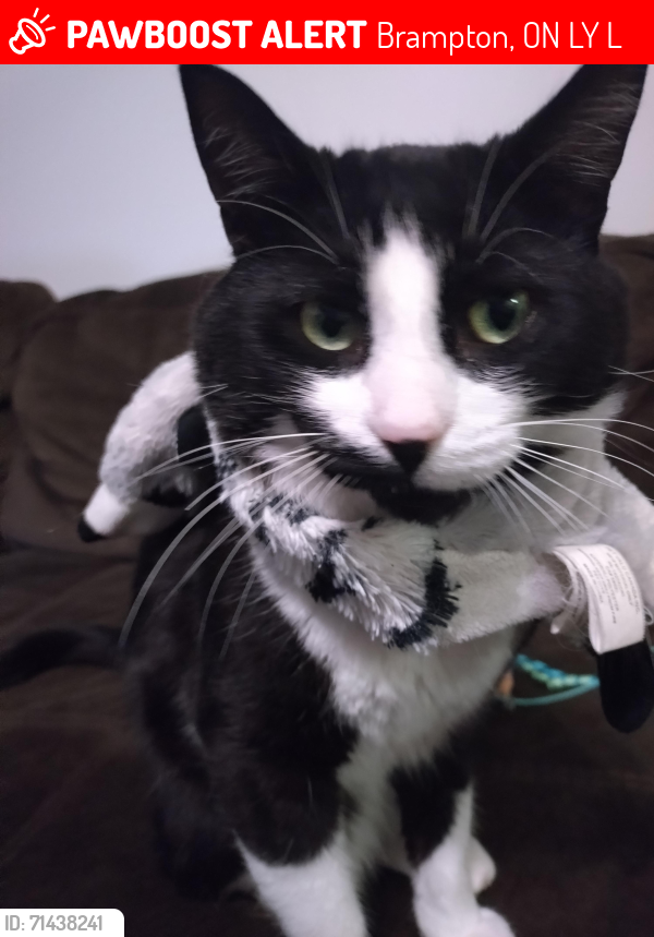 Lost Male Cat last seen Near Moffat Ave, brampton, Brampton, ON L6Y 2L6