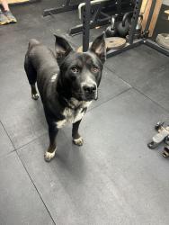 Reunited Male Dog last seen Near Cloverdale Loop, Hixson, TN 37343, USA, Chattanooga, TN 37343