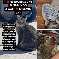 Lost Male Cat last seen Maple avenue, El segundo, CA. 90245, El Segundo, CA 90245